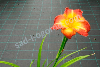 Лилейник Фламенко Дресс Hemerocallis Flamenco Dress