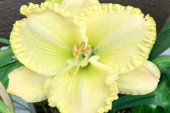 Лилейник Фёрст Найт Hemerocallis First Knight