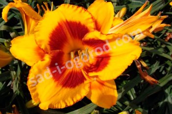 Лилейник Фулд Ми Hemerocallis Fooled Me