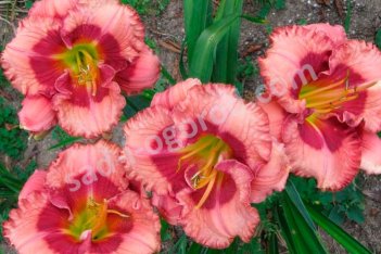 Лилейник Черри Валентин Hemerocallis Cherry Valentine