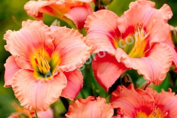 Лилейник Элегант Кэнди Hemerocallis Elegant Candy