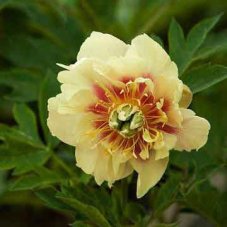 Пион Ито-гибрид Бордер Чарм Paeonia itoh Border Charm