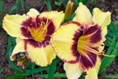 Лилейник Ямайка ми Крейзи Hemerocallis Jamaican Me Crazy