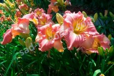 Лилейник Чайна Брайд Hemerocallis China Bride