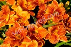Лилейник Спейскоуст Фрики Тики Hemerocallis Spacecoast Freaky Tiki