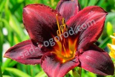 Лилейник Свит Хот Чоколат Hemerocallis Sweet Hot Chocolate