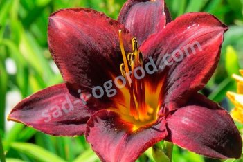 Лилейник Свит Хот Чоколат Hemerocallis Sweet Hot Chocolate