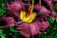 Лилейник Супер Пепл Hemerocallis Super Purple