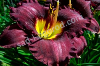 Лилейник Супер Пепл Hemerocallis Super Purple