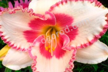 Лилейник Эйджлес Бьюти Hemerocallis Ageless Beauty