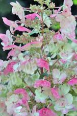 Гортензия метельчатая Фарбсимфони Hydrangea paniculata Farbsymphonie