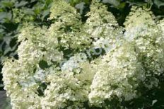 Гортензия метельчатая Бобо Hydrangea paniculata Bobo