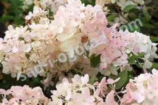 Гортензия метельчатая Бомбшелл Hydrangea paniculata Bombshell