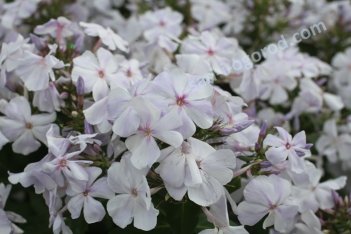 Флокс метельчатый Небеса Phlox paniculata Nebesa