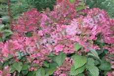 Гортензия метельчатая Эрли Сенсейшн / Балк Hydrangea paniculata Early Sensation / Bulk