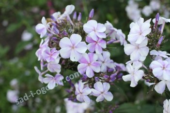 Флокс метельчатый Облако Phlox paniculata Oblako