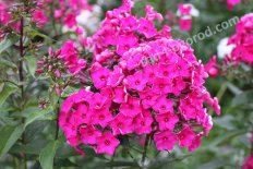 Флокс метельчатый Сходня Phlox paniculata Skhodnya
