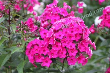 Флокс метельчатый Сходня Phlox paniculata Skhodnya