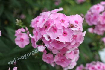 Флокс метельчатый Аккурат Phlox paniculata Akkurat