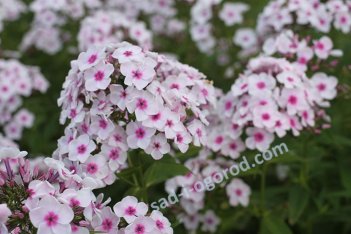 Флокс метельчатый Балерина Phlox paniculata Balerina