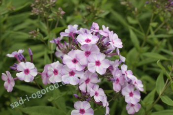 Флокс метельчатый Андрейка Phlox paniculata Andreyka
