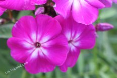 Флокс метельчатый Герефорд Phlox paniculata Gereford