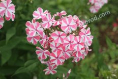 Флокс метельчатый Пепперминт Твист Phlox paniculata Pepermint Twist