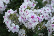Флокс метельчатый С. Леваневский Phlox paniculata S Levanevskyj