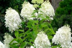 Гортензия метельчатая Грандифлора Hydrangea paniculata Grandiflora