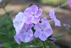 Флокс метельчатый Лаванделвольке Phlox paniculata Lavendelwolke