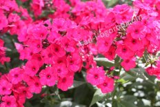 Флокс метельчатый Святогор Phlox paniculata Svyatogor