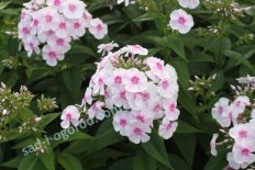 Флокс метельчатый Европа Phlox paniculata Europa