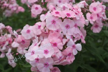 Флокс метельчатый Девушка из Подмосковья Phlox paniculata Devushka iz Podmoskovya
