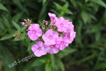 Флокс метельчатый Блю Бой Phlox paniculata Blue Boy