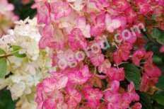 Гортензия метельчатая Меджикал Файер Hydrangea paniculata Magical Fire
