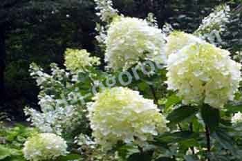 Гортензия метельчатая Сильвер Доллар Hydrangea paniculata Silver Dollar