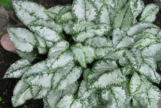 Медуница Pulmonaria