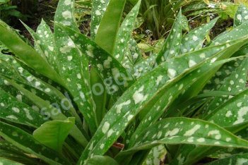 Медуница гибридная Расберри Сплэш Pulmonaria Raspberry Splash