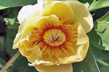 Пион Ито-гибрид Гарден Треже Paeonia itoh Garden Treasure