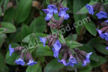 Медуница гибридная Блю Энсен Pulmonaria Blue Ensign