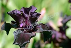 Ирис бородатый Блэк Драгон Iris Germanica Black Dragon