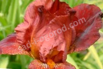 Ирис бородатый Деп оф Филд Iris Germanica Depth of Field