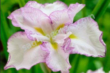 Ирис мечевидный Леди ин Вотинг Iris Ensata Lady in Waiting
