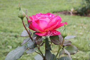 Роза чайно-гибридная Большой Rose hybrid tea Bolchoi