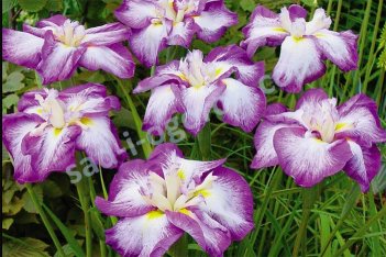 Ирис мечевидный Фриллед Энчантмент Iris Ensata Frilled Enchantment