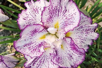 Ирис мечевидный Фреклд Гейша Iris Ensata Freckled Geisha