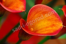 Zantedeschia Captain Safari