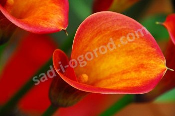 Zantedeschia Captain Safari