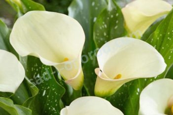 Калла Капитан Вентура Zantedeschia Captain Ventura
