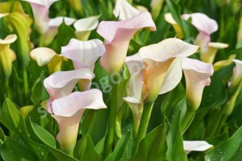 Калла Капитан Мелроуз Zantedeschia Captain Melrose